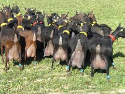 Building a business model around your startup is the surest bet to. Goat Farming Business Plan Profit Basics And Information