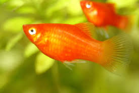 How To Sex Platys | My Aquarium Club