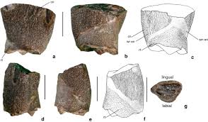 Voted best wings in mesquite, tx & dfw. Re Description Of The Sauropod Dinosaur Amanzia Ornithopsis Cetiosauriscus Greppini N Gen And Other Vertebrate Remains From The Kimmeridgian Late Jurassic Reuchenette Formation Of Moutier Switzerland Swiss Journal Of