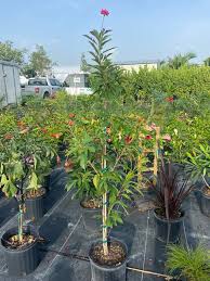 Image result for Jatropha campestris