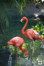 pin by altun durgun on fenicotteri flamingo pictures flamingo photo flamingo