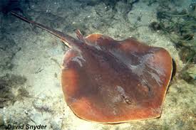 Image result for Stingray