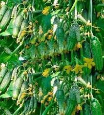 Product Description 20 Cucumber Seeds Red Yellow White Cucumber Seven Kinds Of Choices Balcony Garden Frui Cucumber Seeds Cucumber Vegetable Home Garden Plants