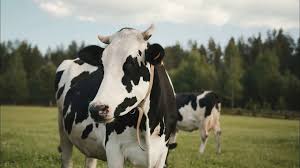 mö inek sesi - çocuklar için hayvan videoları - gerçek inek sesi - mö mö  inek - inek sesleri