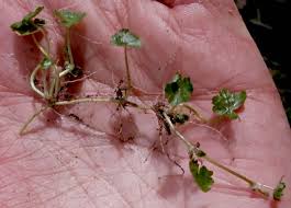 Image result for Hydrocotyle sibthorpioides