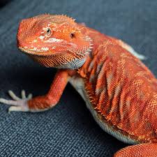 Baby Black Bearded Dragon For Sale Mars Hypo Red Bearded Dragon Beardeddragons Cutepet Bearded Dragon Cute Bearded Dragon Colors Bearded Dragon