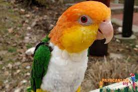 caique papagani panosundaki pin