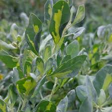 Image result for Atriplex halimus