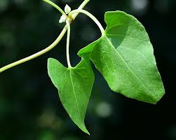 Image result for Fallopia convolvulus