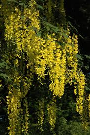 Image result for Laburnum