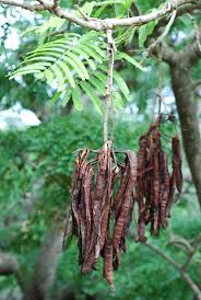 Image result for Parkia