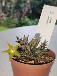 Image result for Orbea lugardii