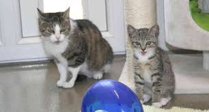 Katzen in not suchen dringend ein zuhause amazon: Zwei Katzen Suchen Gemeinsam Ein Neues Zuhause