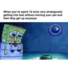 We did not find results for: The Best Spongebob Meme Top 10 Here S 100 Epic Spongebob Memes Yellow Blogtopus