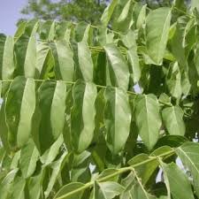 Image result for Xeroderris stuhlmannii