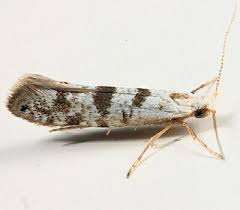Image result for argyresthia thuiella thuja symptoms