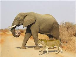 (video created by elephant reintroduction foundation). Kruger National Park Kruger National Park An Elephant A Lioness A Cub And An April Fool S Joke