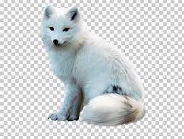 Arctic Fox Arctic Wolf Alaskan Tundra Wolf Dog Png Clipart Animals Arctic Arctic Fox Arctic Wolf Canidae Free Png Downloa Arctic Wolf Wolf Dog Arctic Fox