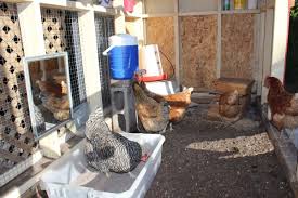 Combien de poules élever ? Les Besoins Des Poules Poules En Ville