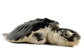 Kemp S Ridley Sea Turtle National Geographic