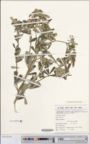 Image result for Lepistemon owariensis