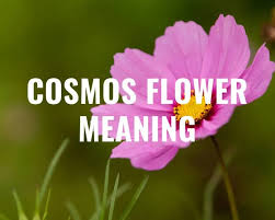 The beautiful anemone flower symbolizes: Cosmos Flower Meaning Everything You Need To Know Gardening It