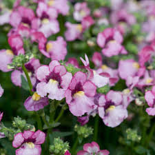 Image result for Nemesia zimbabwensis