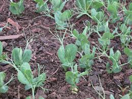 Peas are, in general, climbing plants which appreciate supports to hold onto with their curly, strong tendrils. How To Grow Snow Peas 1 Million Women