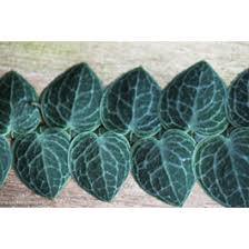 Image result for Rorippa cryptantha