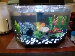 Need Tank Mate Suggestions For Lonely Betta 6 5g Tank Bettafish