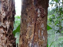 Image result for Fagaropsis