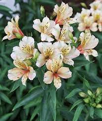Alstroemeria Koice Dry Shade Plants Pollinator Plants Alstroemeria