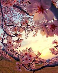 The Beauty Of The Sakura Cherry Blossoms At Sunset Japan Mostbeautiful Cherry Blossom Wallpaper Blossom Trees Beautiful Nature Wallpaper
