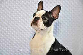 These are our Studs - CANTERBURY TAILS BOSTON TERRIERS