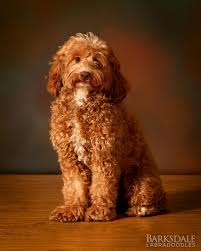 Image result for labradoodle