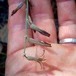 Image result for Dipcadi brevifolium