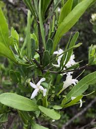 Image result for Pavetta zeyheri