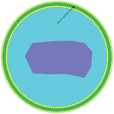 Maybe you would like to learn more about one of these? Peroxisome Wikipedia