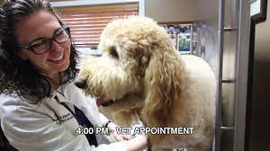 Lancaster ave, shillington, pa 19607. Waterford Mi 48327 Vet Union Lake Pet Services