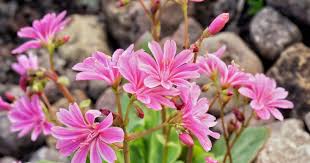 Image result for ostruhatka