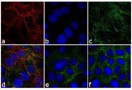 Studies of clearance rates of radiolabeled igg. Goat Anti Rabbit Igg H L Cross Adsorbed Cyanine5 A10523