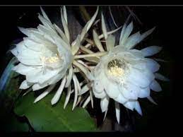Queen Of The Night Flower Youtube