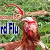 Usualmente la gripe aviar en cualquiera de sus variantes previamente conocidas, incluyendo la aquí analizada, logra transmitirse por el contacto con aves de corral o con superficies contaminadas por saliva, secreciones o heces. 1
