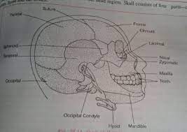 Among these, there are about 22 bones, which are found in the skull, while there are 33 spinal bones that bear its own special functions, including the neck of the human body. How Many Bones Are In A Human Skull Quora