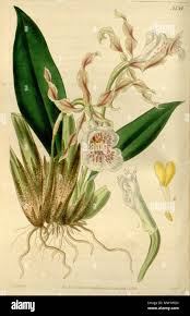 Image result for Habenaria tortilis
