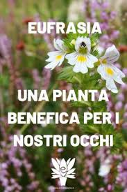 Fiori bianchi spontanei primaverili from stilenaturale.com. 150 Idee Su Erbe Spontanee Nel 2021 Erbe Piante Selvatiche Piante Commestibili