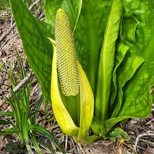 Image result for Araceae
