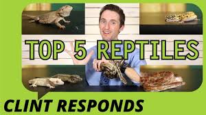 Reptiles can make wonderful pets. Top 5 Reptiles For Beginners Youtube