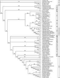 Image result for Apocynaceae subfamilies Apocynoideae and Rauvolfioideae