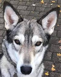 Find your perfect stud dog today, free to advertise, free to join, browse over 16800 stud dogs now. Tamaskan Rescue Home Facebook